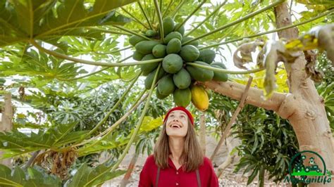 How to Best Papaya Farming Practices - MyAgriLife