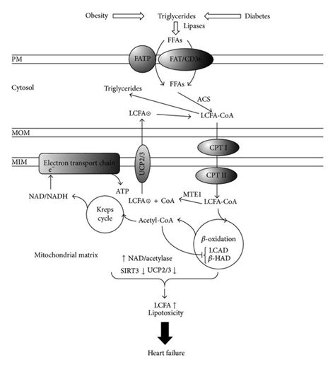 The Figure Illustrates The Role Of Ucp To Protect Cardiomyocytes