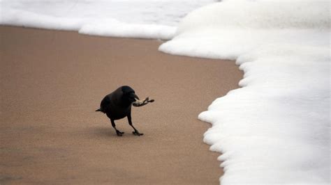 Lakh Newborn Olive Ridley Turtles Swarm Beaches In Odisha India