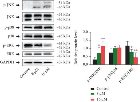 Rtf Induced Mitochondrial Dependent Apoptosis In Cervical Cancer Cells Download Scientific