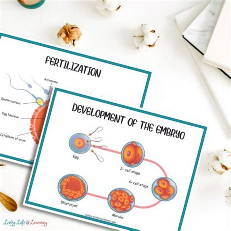 Human Reproduction Worksheets