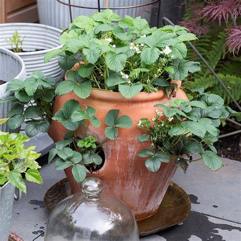 Buy Terracotta strawberry pot