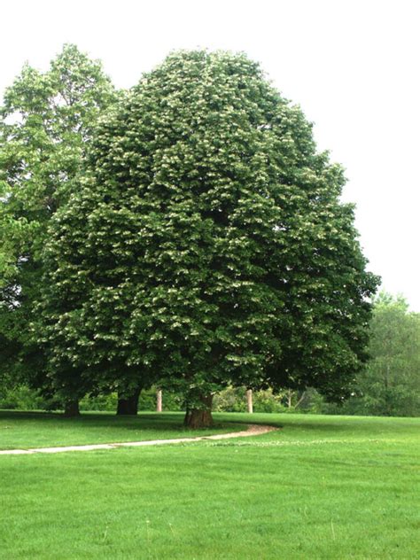 Silver Linden Native Roots