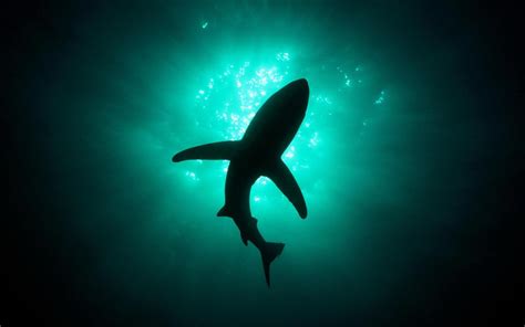 Great White Shark Wallpapers HD - Wallpaper Cave