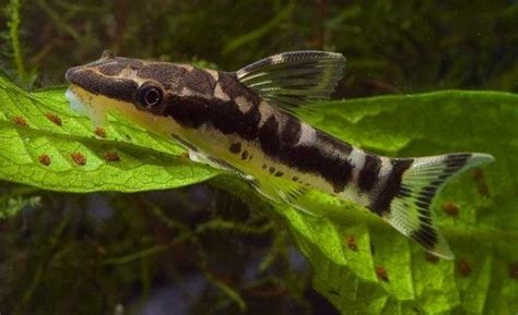 ⊛ Otocinclus Affinis 【 Guía De Cuidados En El Acuario