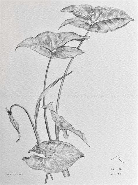 plant drawings art  architecture arboreal architecture