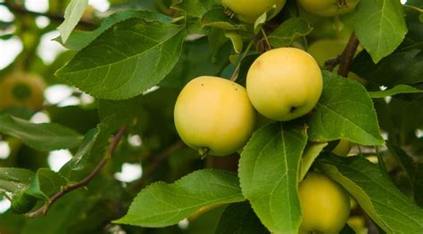 28 Different Types of Apple Tree Varieties to Grow This Season