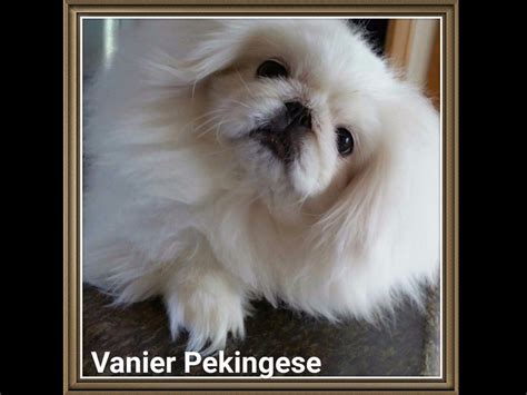 Pekingese (Peke) Puppies For Sale