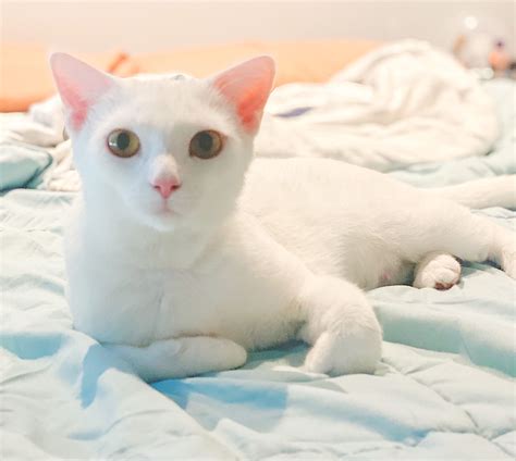 Aspen - Lost Dog & Cat Rescue Foundation