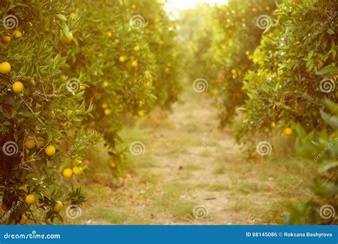 Orange Garden With Fruit Stock Photo Image Of Growing 88145086