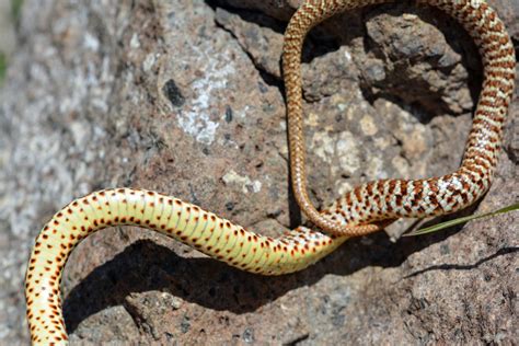 Colorados Snakes What When And Where Common Poisonous And Non