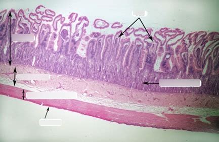 Intestines Diagram Diagram Quizlet