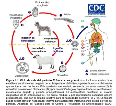 Parasitologia