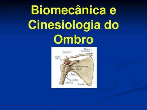 Ppt Biomecânica E Cinesiologia Do Ombro Powerpoint Presentation Free