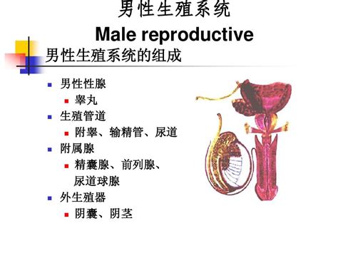 第18章男性生殖系统word文档在线阅读与下载无忧文档