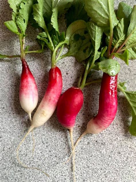 Different Types of Radish – Radish benefits