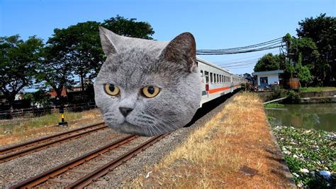 Busyet Gaes Kereta Apinya Bisa Berubah Jadi Kucing YouTube