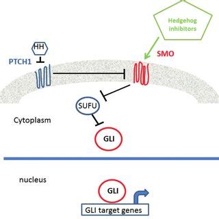 Schematic View Of The Hedgehog HH Pathway When HH Ligand Binds To