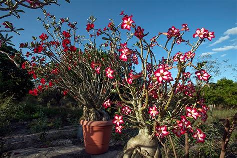 Bahia intensifica produção de flores na primavera e Morro do Chapéu