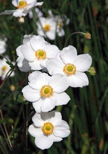 How To Grow Japanese Anemones Japanese Anemone Anenome Flower