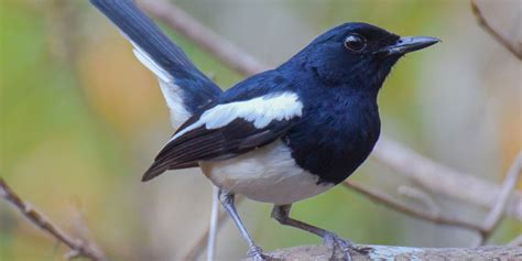 Jenis Jenis Burung Kecil Yang Bagus Untuk Dipelihara