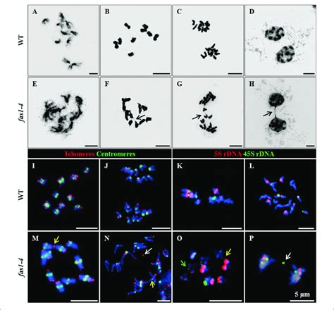 Fas1 4 Cells Display Defects During Mitosis DAPI Stained Chromosome