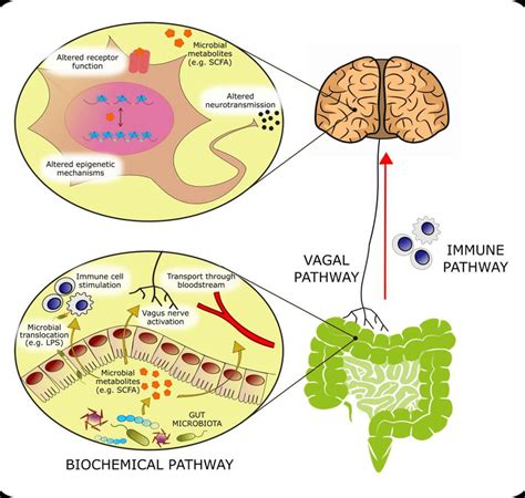 Bioactive Molecules Originating From Microbial Metabolism Are Thought