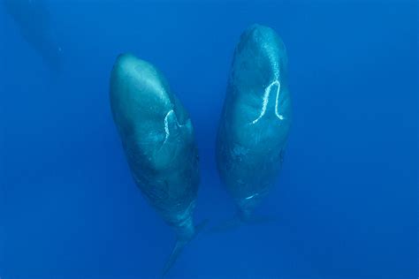 Behavior Sleeping – Sperm Whales