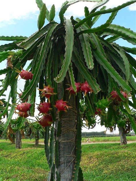 Dragon Fruit Flower Bloom Beautiful Flower Arrangements And Flower