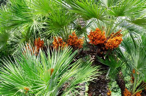 Fruits Of The Canary Island Date Palm Phoenix Canariensis Horizontal