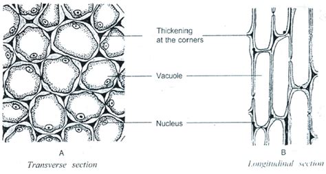 Plant Tissues Class 9 Notes Edurev