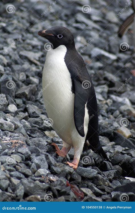 Adelie Penguin in Antarctica Stock Photo - Image of white, frigid ...