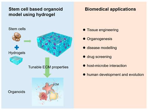 Gels Free Full Text Advances Of Engineered Hydrogel Organoids