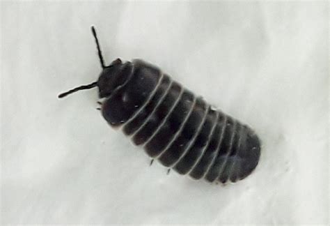 Rollassel Gew Hnliche Kugelassel Armadillidium Vulgare Flickr