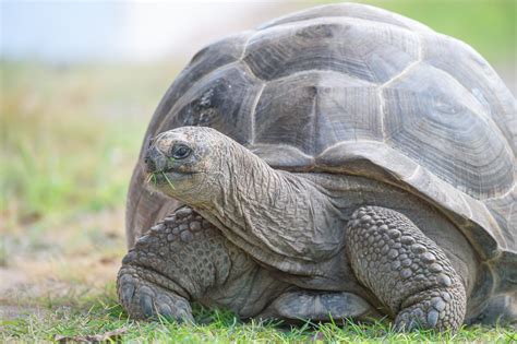 Aldabra Giant Tortoise Aldabrachelys Gigantea Morten Ross