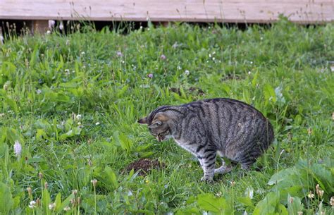 Neo Mein Radio Tiersch Tzer Fordern Katzen Sollten Kastriert Werden