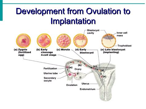 Human embryonic development | PPT