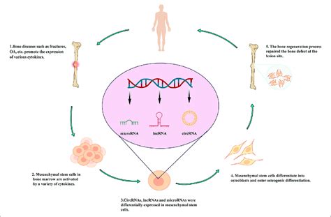 Roles Of Lncrnas In The Osteogenic Differentiation Of Mesenchymal