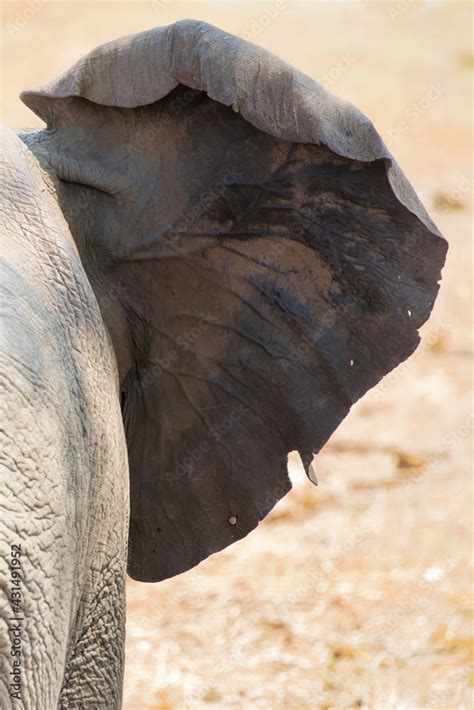 African Elephant Ears