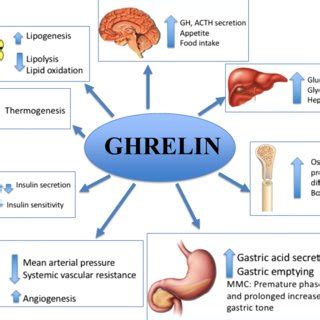 Central And Peripheral Ghrelin Actions Mmc Migrating Motor Complex