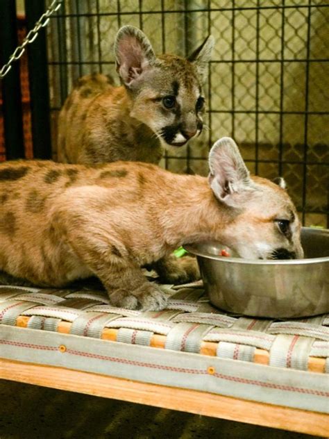 El último Aliento De Una Madre Puma Que Llevó A Sus Cachorros A Una Guarida Antes De Morir Infobae