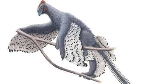 Feathered Dinosaurs Were Even Fluffier Than We Thought Heritagedaily