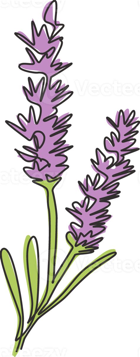 Un Dibujo De L Nea Continua Beauty Fresh Lavandula Para Decoraci N De