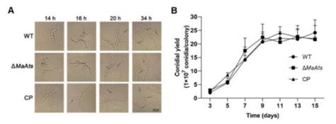 Maats An Alkylsulfatase Contributes To Fungal Tolerances Against Uv B