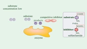 Animation: Enzymes: Competitive Inhibition | Pearson+ Channels