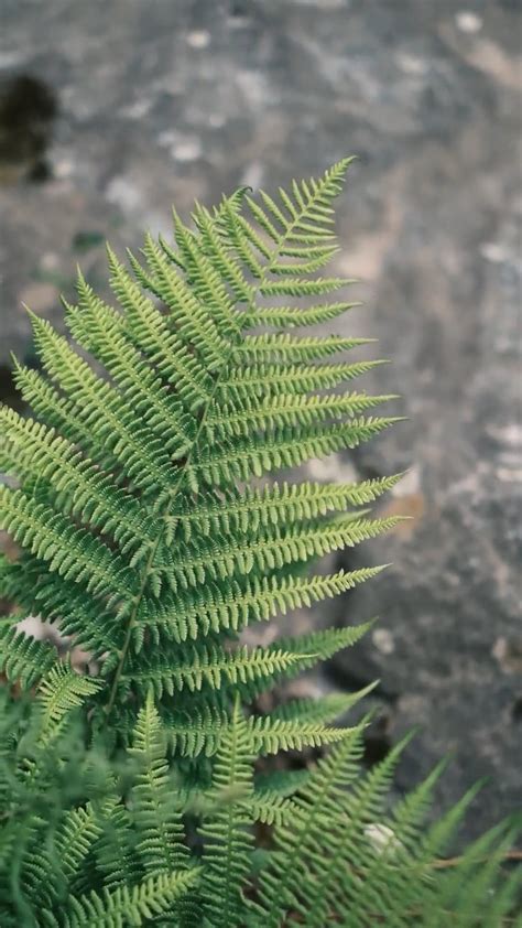 Fern Plants Free Stock Video Footage, Royalty-Free 4K & HD Video Clip