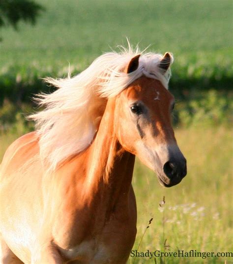 Best Photos Of Haflinger Horses Shady Grove Haflinger Pictures