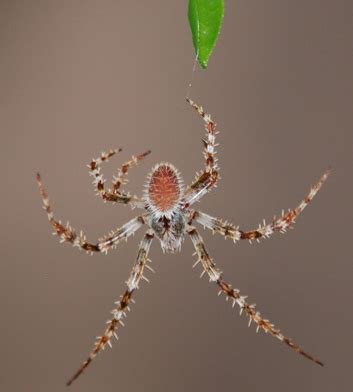 Tropical Orb Weaver Juvenile Eriophora Ravilla Bugguide Net