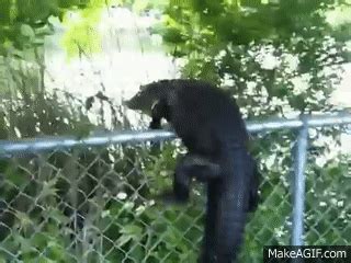 Ninja Gator! Alligator climbs fence. on Make a GIF