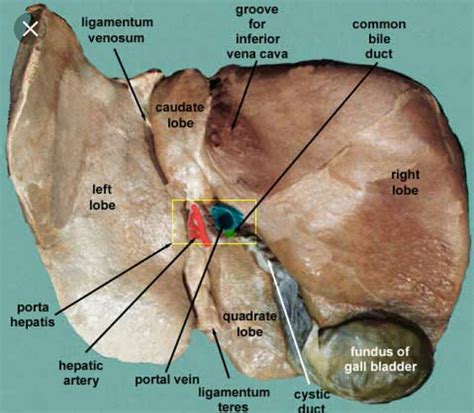 Liver Anatomy Diagram